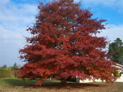 Quercus rubra- Red Oak - Long Island Natives