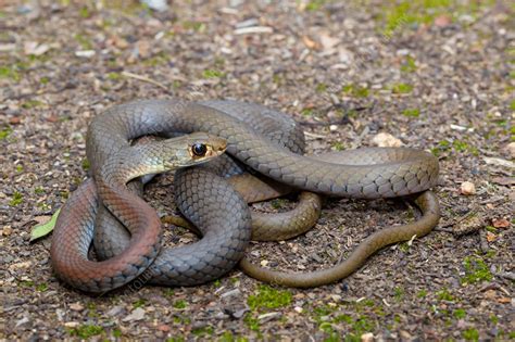 Yellow-face Whip Snake - Stock Image - F031/4801 - Science Photo Library