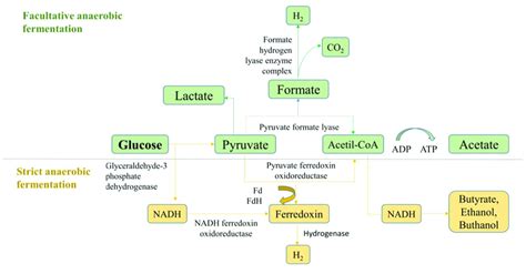 Presentation of the metabolic pathways of facultatively anaerobic and... | Download Scientific ...