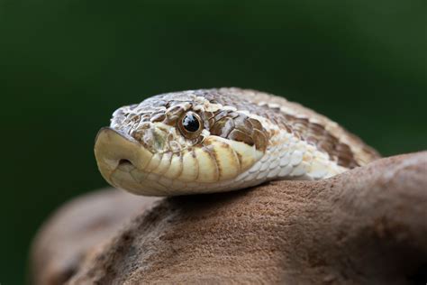 Hognose Snake Care Sheet