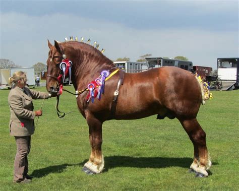 Suffolk Punch Horse Breed Information, History, Videos, Pictures