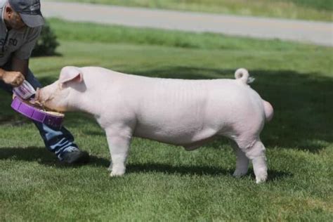 Chester White Pigs - Breed Profile, Behavior & Care