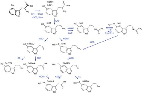 Biochemical pathway of serotonin synthesis and metabolism in the skin ...