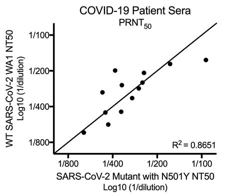 Anti-COVID-19 Abs neutralize new mutants just as well as the original (in vitro) : r/Immunology