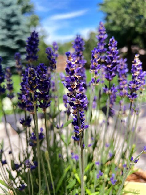 Drying Lavender Flowers » Grow Beauty With Ease