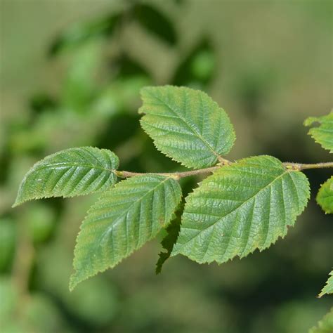 Yellow birch | ontario.ca