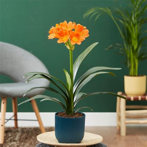 Buy kaffir lily Clivia miniata: £15.19 Delivery by Crocus