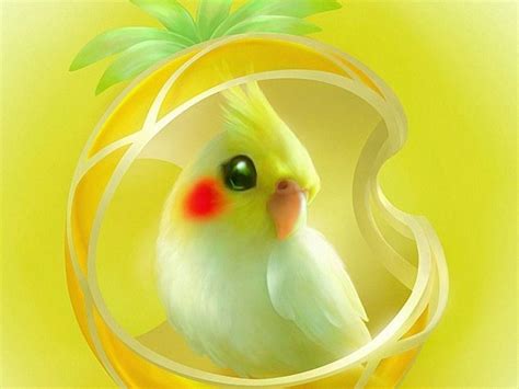 Cockatiel Bird Wallpapers - Wallpaper Cave