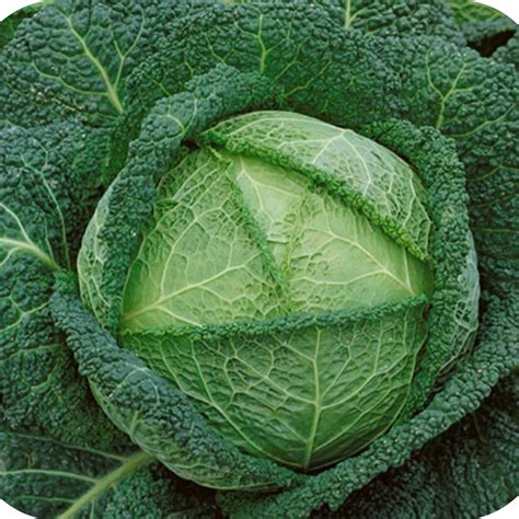 Cabbage; Perfection Savoy – Great American Seed Up