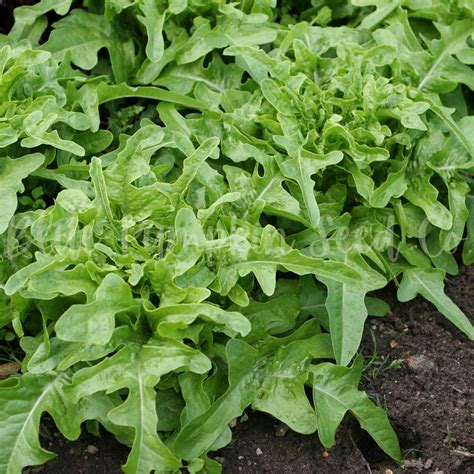 Oak Leaf Lettuce heirloom/op Seeds: Green Oak Leaf Lettuce - Etsy