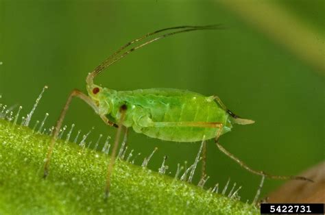 green peach aphid, Myzus persicae (Hemiptera: Aphididae) - 5422731