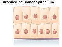 Stratified columnar epithelium Definition and Examples - Biology Online ...