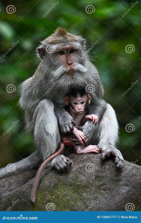 Mother Protecting Baby Monkey Royalty Free Stock Photography - Image ...