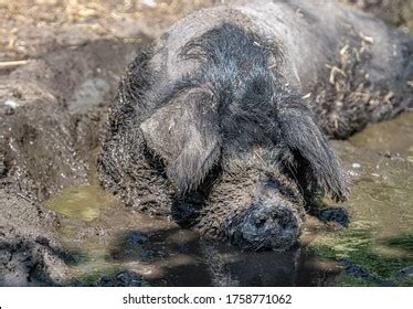 Pig Taking Mud Bath Stock Photo 1758771062 | Shutterstock