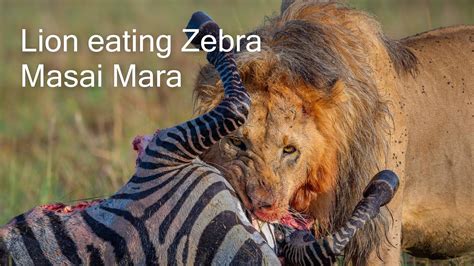 Lion eating Zebra. Masai Mara, Kenya. - YouTube