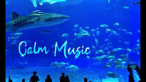 15 Mins Of Calm Music | Beyond The Sea (Beautiful Aquariums) - YouTube