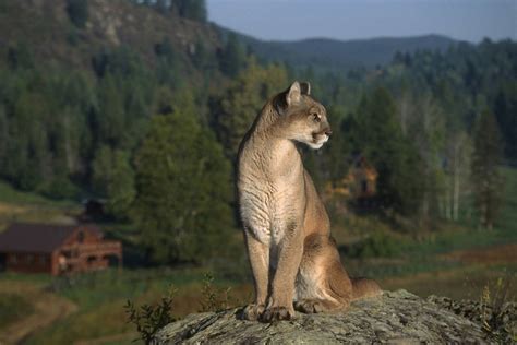 Cougar (Mountain Lion) Habitat - Animal Sake