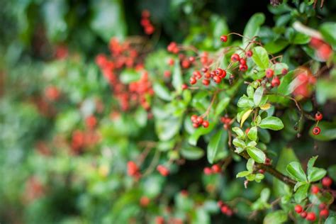 How To Identify A Tree With Red Berries - Gardeners' Magazine