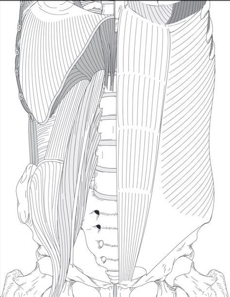 Anatomy abdomen body wall, peritoneal cavity and lumbar plexus Diagram | Quizlet