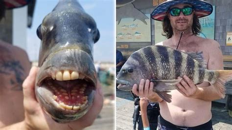 Unusual fish with human-like teeth caught off North Carolina coast – WSOC TV