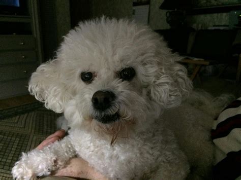 Bichon Frise Dog Names | Popular Male and Female Names | Wag!