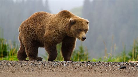 Brown Bears - Lake Clark National Park & Preserve (U.S. National Park Service)