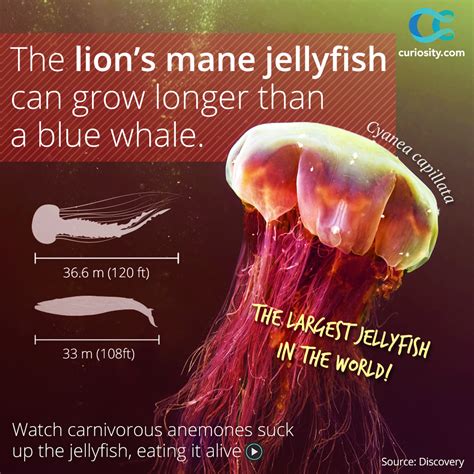 Lions Mane Jellyfish Size Comparison