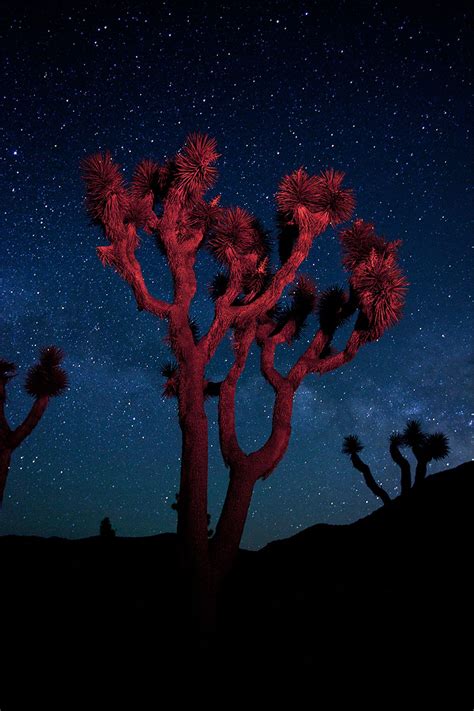 The night sky and illuminated Joshua tree. | Smithsonian Photo Contest ...