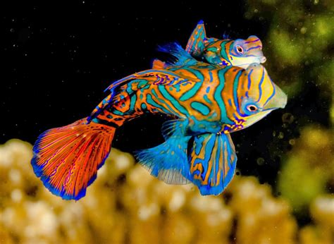 Top 10 Most Beautiful Colorful Fish Types