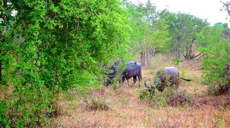 Udawalawe National Park Tours - Book Now | Expedia