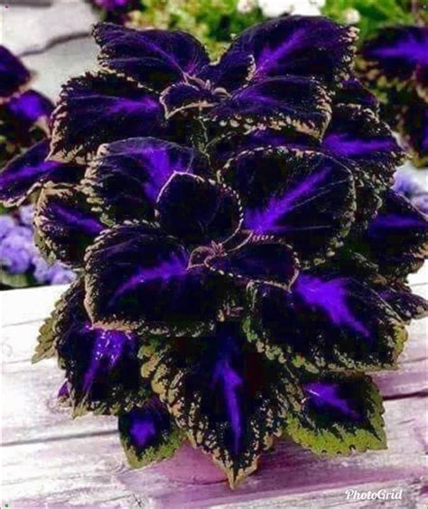 Purple Passion Coleus Flower | Container gardening flowers, Plants, Shade plants