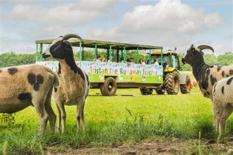 24 Of The Best Farm Parks For Kids - Netmums