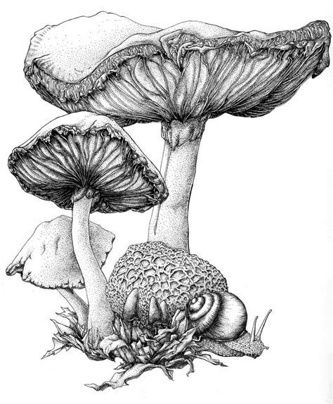 Mushroom Ink Mushroom Art, Mushroom Drawing, Drawings – dibujos de colorear