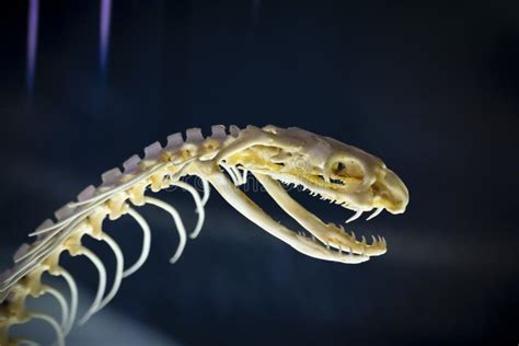 363 Snake Skeleton Stock Photos - Free & Royalty-Free Stock Photos from Dreamstime