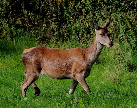 red deer - Wilderness Cottages