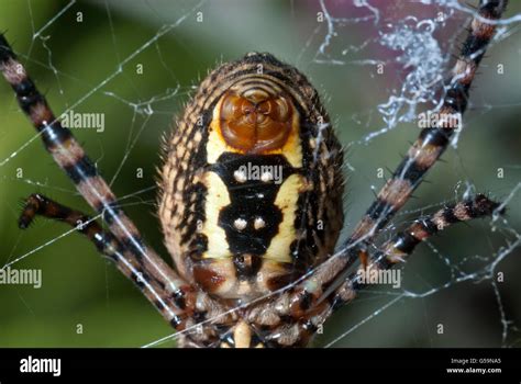 Useing Their Spiders Spinnerets