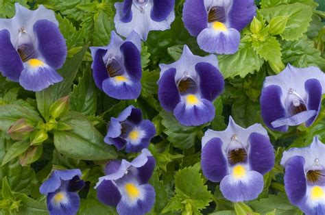 Torenia Plant - A growing guide - Simply Garden Life