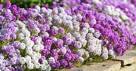 How to Grow Sweet Alyssum (Lobularia maritima) | Gardener’s Path