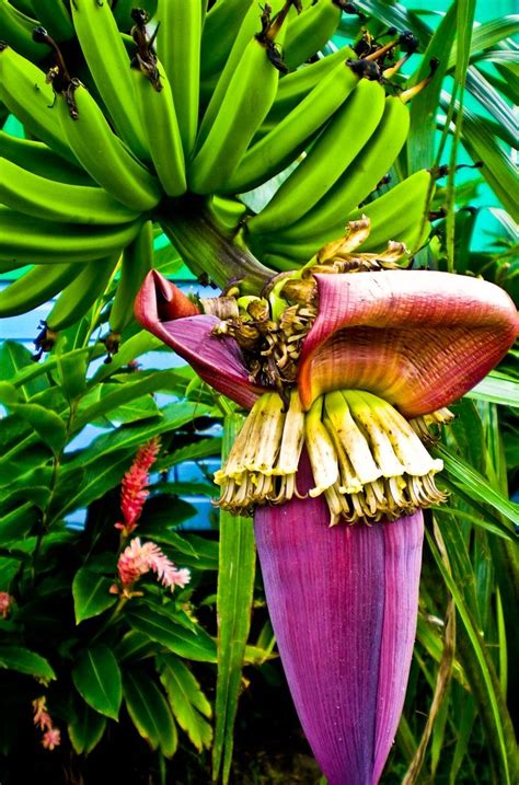 Banana Plant | Banana plants, Banana flower, Fruit garden