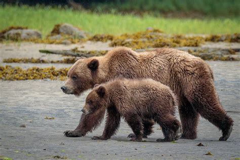 Learning to Clam - Grizzly Bear Cubs in Khutzeymateen British Columbia - Anne McKinnell Photography