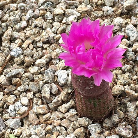 Anne's Odds and Ends: Rainbow Hedgehog Cactus