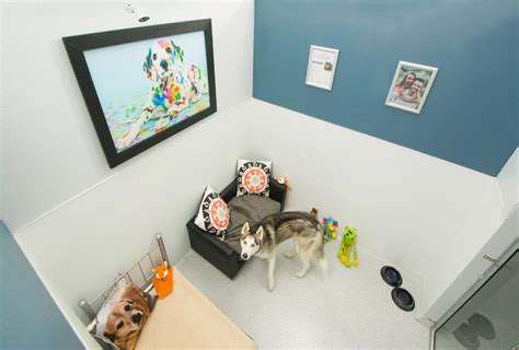 Room For Paws Pet Resort - bestroom.one