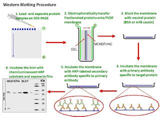 Techniques in cell biology; Immunotechniques