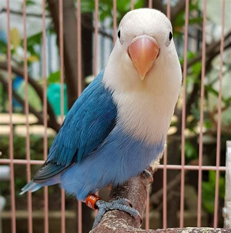 blue color mutation on lovebird — Steemit | African lovebirds, Pretty ...