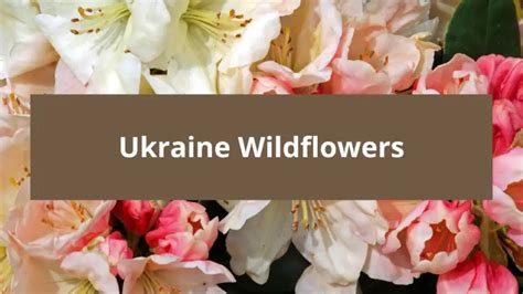 Ukraine Wildflowers