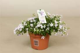 Poscharskyana [www.campanula-campanulaceae.nl]