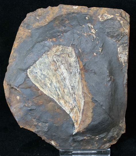 2.5" Fossil Ginkgo Leaf From North Dakota - Paleocene (#15807) For Sale - FossilEra.com