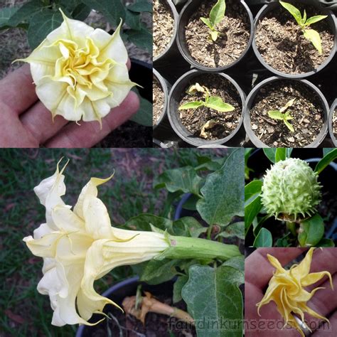 Datura Metel Double Orange Mandala Seeds | Fair Dinkum Seeds