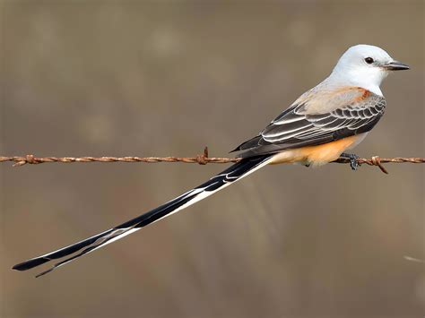 Scissor-tailed Flycatcher - eBird