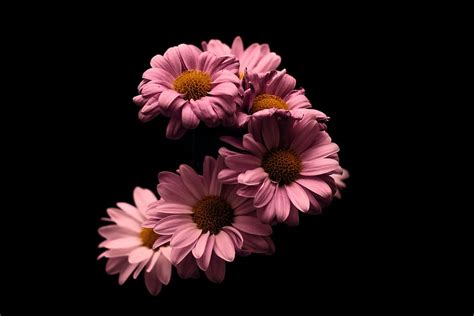 Black And Pink Flower Desktop Wallpaper | Best Flower Site